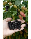 Ожина Карака Блек | Rubus fruticosus Karaka Black | Ежевика Карака Блек